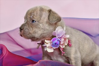 Four weeks purebred young Lilac Brindle French Bulldog puppy with long nose in tulle fabric