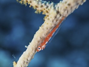 Dwarf pygmy goby (Bryaninops cf discus), dive site House Reef, Mangrove Bay, El Quesir, Red Sea,