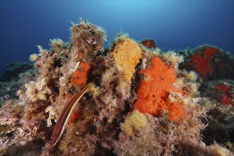 Orange upholstery sponge (Reniera fulva) and mediterranean rainbow wrasse (Coris julis) in the