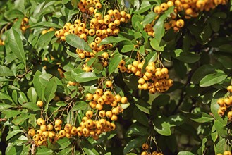 Botany, sea buckthorn, Hippophae rhamnoides, shrub, vitamin C, Hamburg, Hamburg, Federal Republic