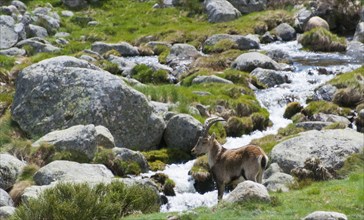 An ibex stands among rocks and flowing water in the mountains, Gredos ibex (Capra pyrenaica