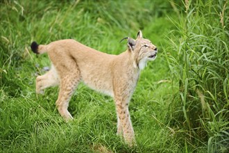 Eurasian lynx (Lynx lynx) walking through the grass, Bavaria, Germany, Europe