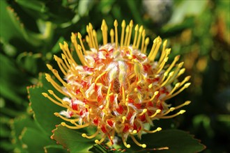 Leucospermum cordifolium (Protea Leucospermum cordifolium), flower, flowering, silver tree plant,