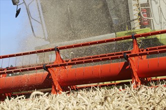 Harvesting grain with a combine harvester in a field near Ludwigshafen