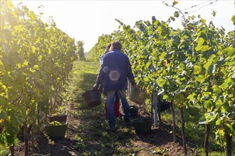 Hand-picking of Pinot Blanc grapes in the Palatinate (Norbert Groß winery, Meckenheim)