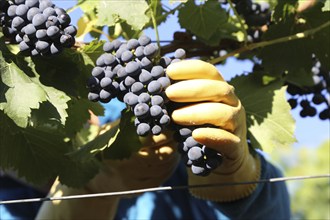 Grape grape harvest: Hand-picking Pinot Noir grapes in the Palatinate