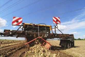 Farmer Markus Frank from Frankenthal during the agricultural onion harvest (onion harvesting)