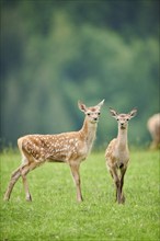 Red deer (Cervus elaphus) fawns standing on a meadow in the mountains in tirol, Kitzbühel, Wildpark