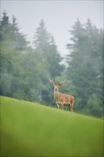 Red deer (Cervus elaphus) stag standing on a meadow in the mountains in tirol, Kitzbühel, Wildpark