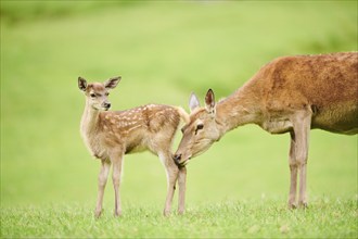 Red deer (Cervus elaphus) mother with her fawn standing on a meadow in the mountains in tirol,