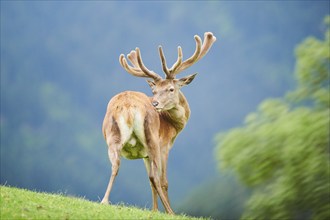 Red deer (Cervus elaphus) stag standing on a meadow in the mountains in tirol, Kitzbühel, Wildpark