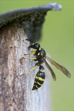 Clay wasp (Ancistrocerus), Bavaria, Germany, Europe