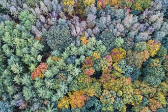 Mixed forest in autumn, colouring, aerial view, forest, autumnal, Ahlhroner Fischteiche,