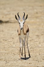 Springbok (Antidorcas marsupialis), standing in the dessert, captive, distribution Africa