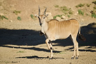 Common eland (Taurotragus oryx) standing in the dessert, captive, distribution Africa