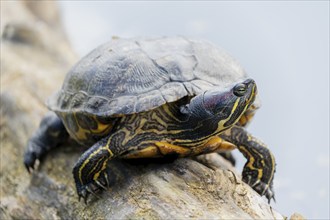 Red-eared slider turtles (Trachemys scripta elegans, Pseudemys scripta elegans) on a branch in a