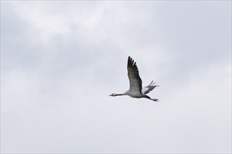 Flying crane in the sky (Grus grus), Teufelsbruch, Müritz National Park, Mecklenburg Lake District,