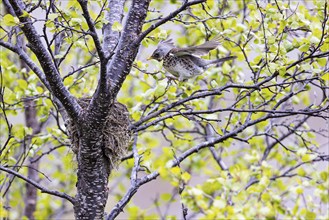 Fieldfare (Turdus pilaris), adult bird flying to nest, Varanger, Finnmark, Norway, Europe