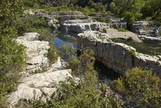 Limestone cliffs with Cistus creticus and the river Cèze near La Roque-sur-Cèze, Gard department,