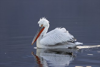 Dalmatian pelican (Pelecanus crispus), swimming in the evening light, magnificent plumage, red