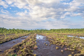 View at an old dug peat bog with ditches filled with water and mud and a pine woodland