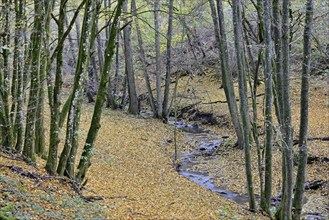 Klidinger Bach in autumn, Vulkaneifel, Rhineland-Palatinate, Germany, Europe