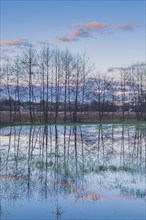 Flooded meadow with tree and sky reflections, flood, heavy rain, climate, climate change, rain,