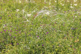 Flower meadow with blooming wildflowers and feather grass (Stipa pennata) in the summer