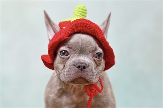 Cute young Lilac Brindle French Bulldog dog puppy with knitted strawberry hat