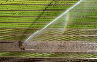 A field is artificially irrigated, water is sprayed onto the field via an irrigation system, field