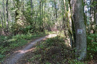 Cycling and hiking trail in the Wigry National Park near Krusznik in northern Poland. Krudznik,