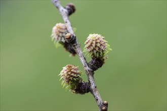 Larch (Larix decidua), female flowers, Emsland, Lower Saxony, Germany, Europe