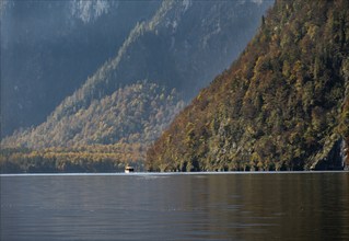 Yellow coloured trees, autumnal mountain forest at the lake, Königssee, Berchtesgaden, Bavaria,