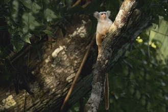 Golden white tassel ear marmoset, Mico chrysoleucos, Amazon basin, Brazil, South America