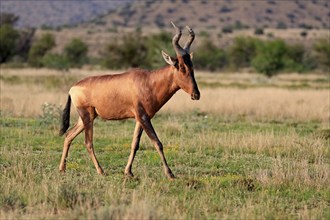 Red hartebeest (Alcelaphus buselaphus caama), Kaama, adult, running, foraging, alert, Mountain