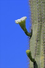 Saguaro (Carnegiea gigantea), blooming, flower, Sonora Desert, Arizona, North America, USA, North