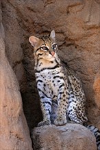 Ocelot (Leopardus pardalis), adult, sitting, at the den, alert, Sonora Desert, Arizona, North