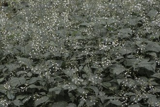 Medium witch herb (Circaea intermedia), Lower Saxony, Germany, Europe