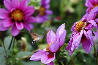 Dove tail on a dahlia flower, autumn, Germany, Europe