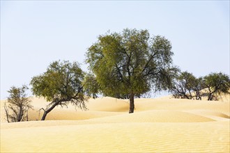 Trees in the sand dunes, Rub al Khali desert, Dhofar province, Arabian Peninsula, Sultanate of Oman