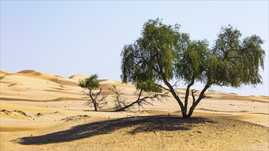 Trees in the sand dunes, Rub al Khali desert, Dhofar province, Arabian Peninsula, Sultanate of Oman