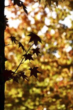 Leaves of the amber tree, October, Germany, Europe