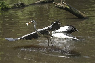 Grey heron (Ardea cinerea) snatches a fish from a australian pelican (Pelecanus conspicillatus),