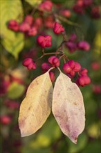 European spindle bush (Euonymus europaeus), Emsland, Lower Saxony, Germany, Europe