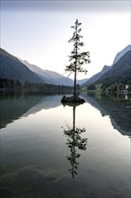 Rocky island with tree in the lake, reflection in Hintersee, at sunset, Berchtesgaden National