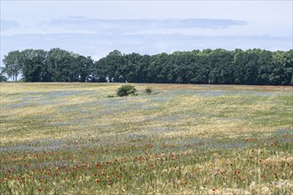 Poppy flower (Papaver Rhoeas) and cornflower (Centaurea cyanea), Mecklenburg-Vorpommern, Germany,