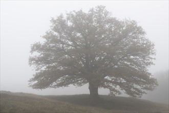 English oak (Quercus robur) in fog, Emsland, Lower Saxony, Germany, Europe