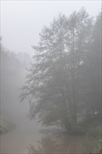 Alder trees (Alnus glutinosa) at a body of water in fog, Emsland, Lower Saxony, Germany, Europe