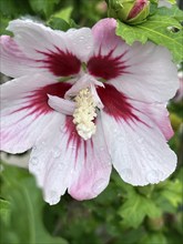 Althaea officinalis, rose mallow, shrub mallow, garden mallow, Syrian mallow, Sharon rose, festival