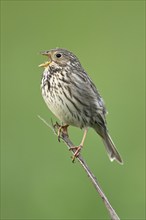 Corn bunting (Emberiza calandra, Miliaria calandra), calling while sitting on a branch, Lake